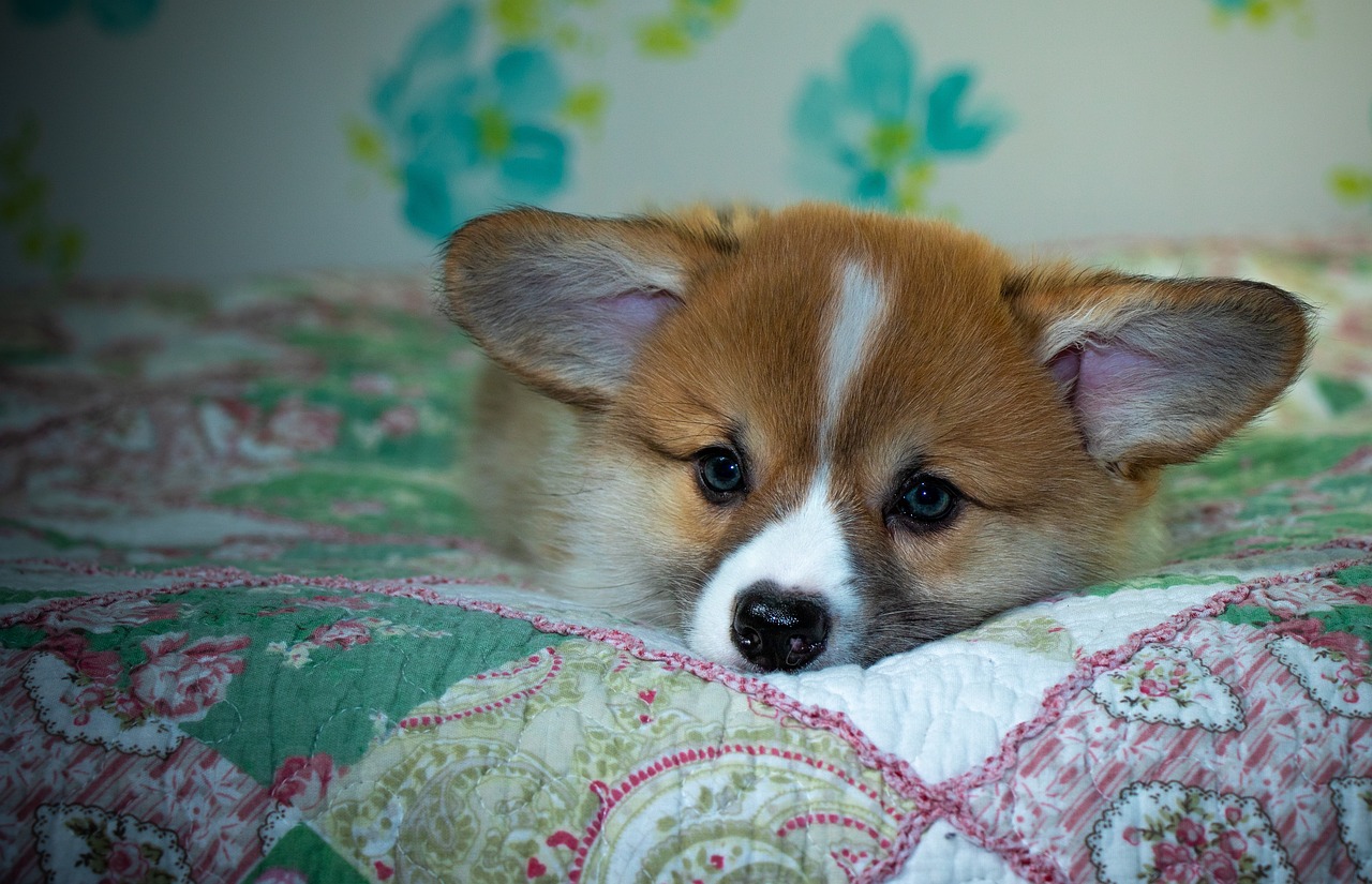 Gold365 ID: Complete Guide, Benefits, and How It Transforms Digital Identity Management